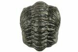 Wide, Enrolled Austerops Trilobite - Morocco #224243-2